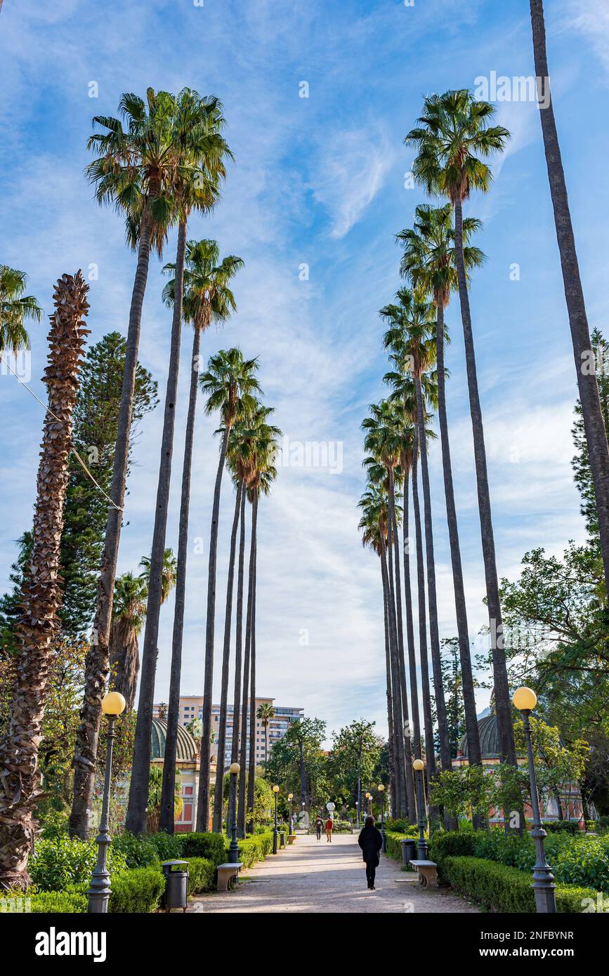 Allee mit Palmen im Park von Villa Giulia, Palermo Stockfoto