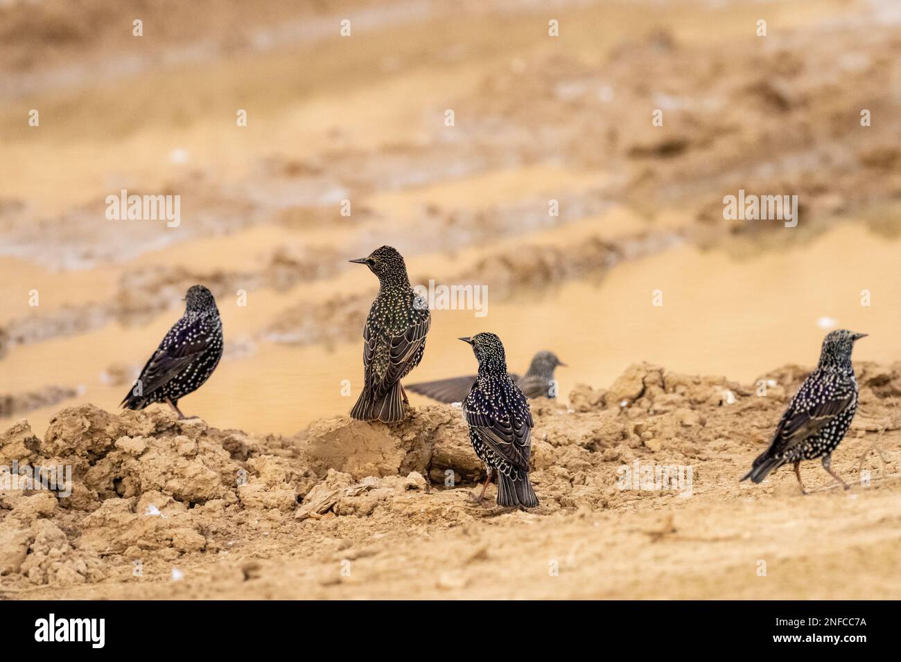 Große Herde von Common Starling Stockfoto