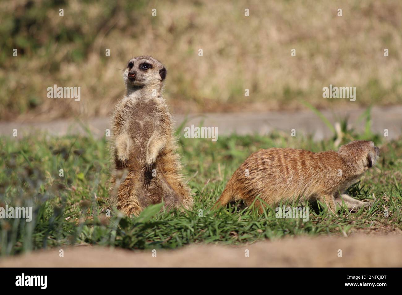 Suricatas (Erdmännchen) schauen sich wachsam um Stockfoto