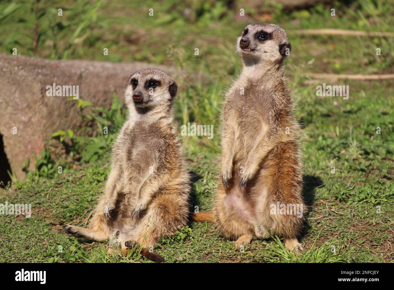 Suricatas (Erdmännchen) schauen sich wachsam um Stockfoto