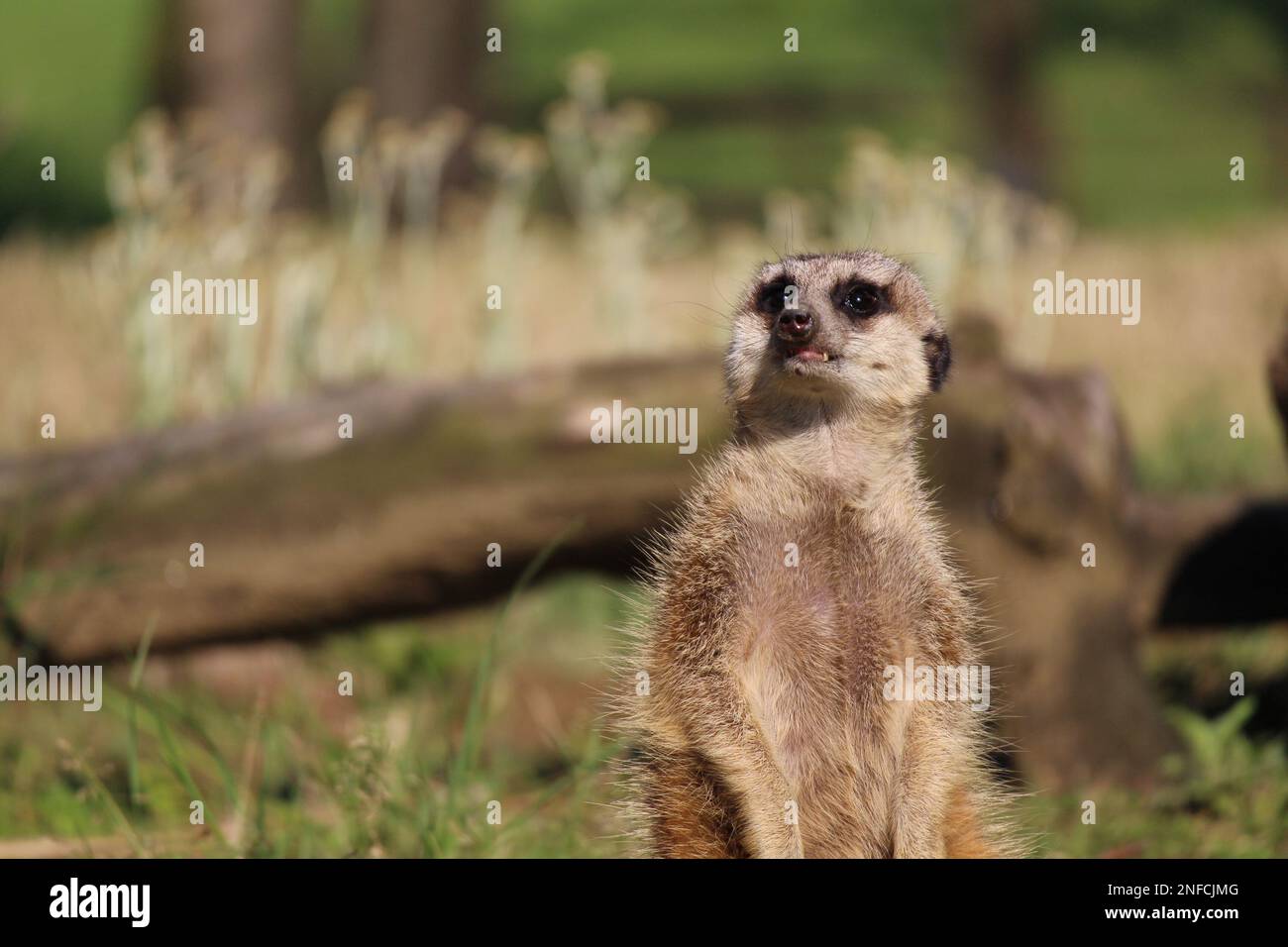Suricata (Erdmännchen) mit Wachsamkeit umschauen Stockfoto