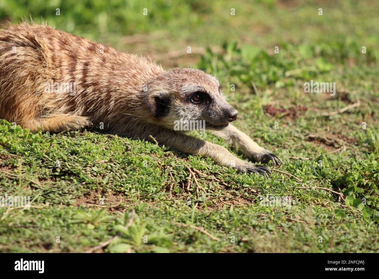 Suricata (Erdmännchen) mit Wachsamkeit umschauen Stockfoto