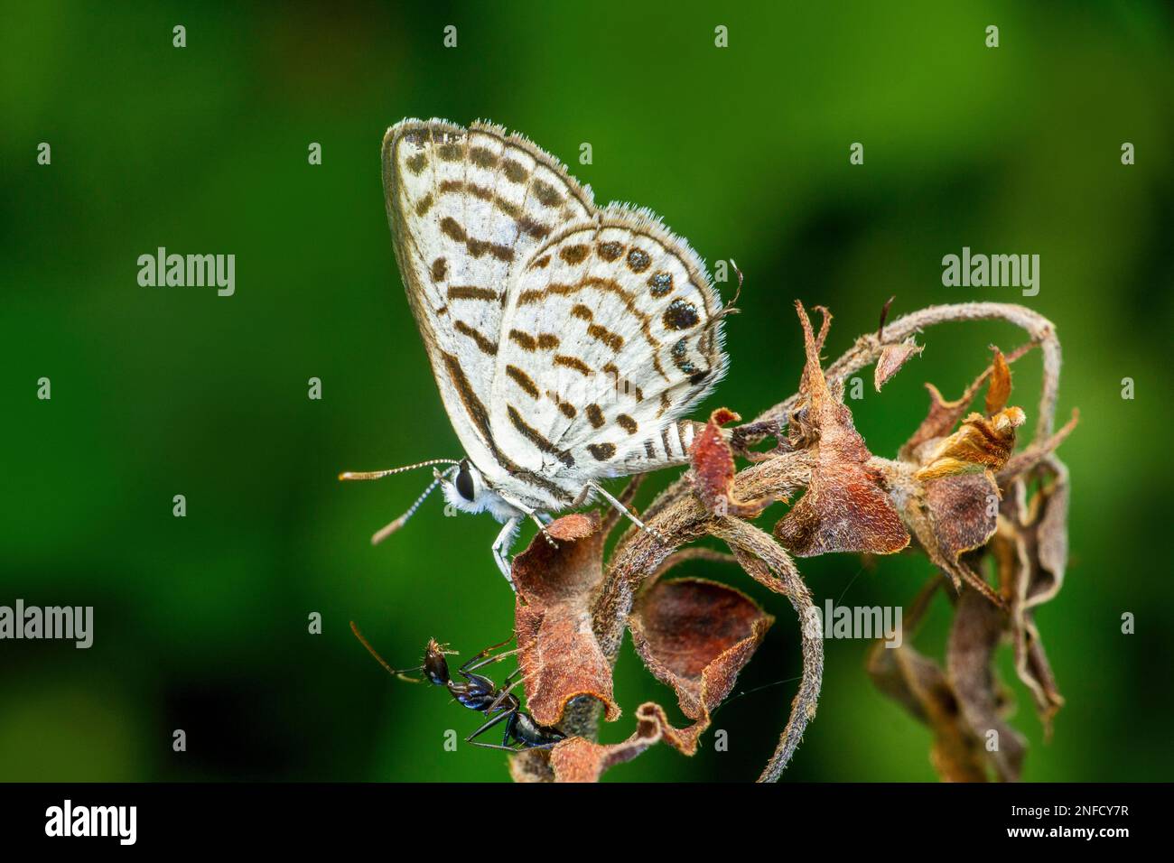 Leptotes plinius, Zebrablau oder Plumbagsblauer Schmetterling, Lycaenidae in Sri Lanka, Indien bis Australien Stockfoto