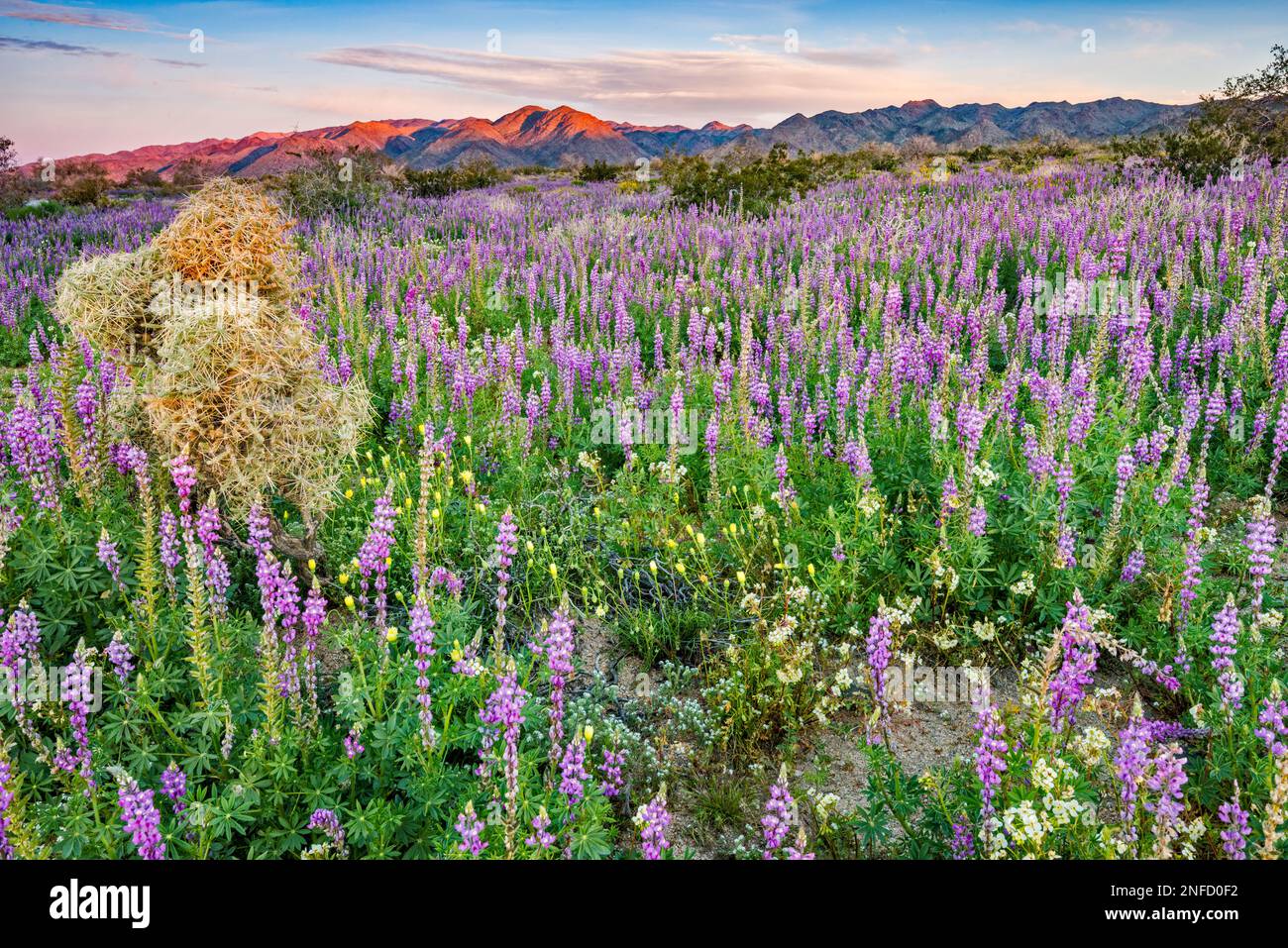 Branched Pencil Cholla Cactus, Arizona Lupine, Superbloom 2019 Cottonwood Canyon, Sunrise, Cottonwood Mtns in dist, Joshua Tree Natl Park, Kalifornien Stockfoto