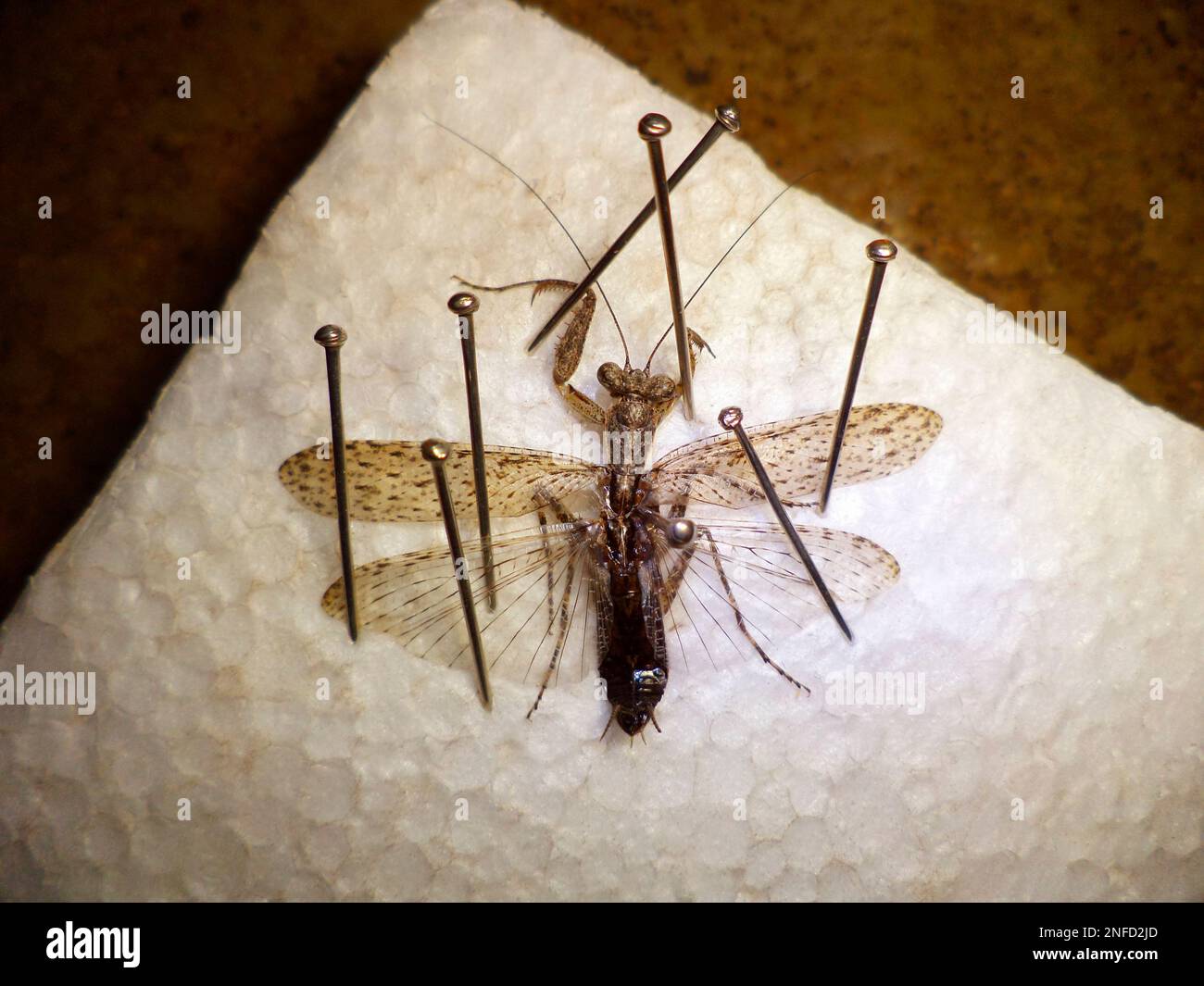 Foto mit Trockenkonservierung von Insekten, Indien Stockfoto