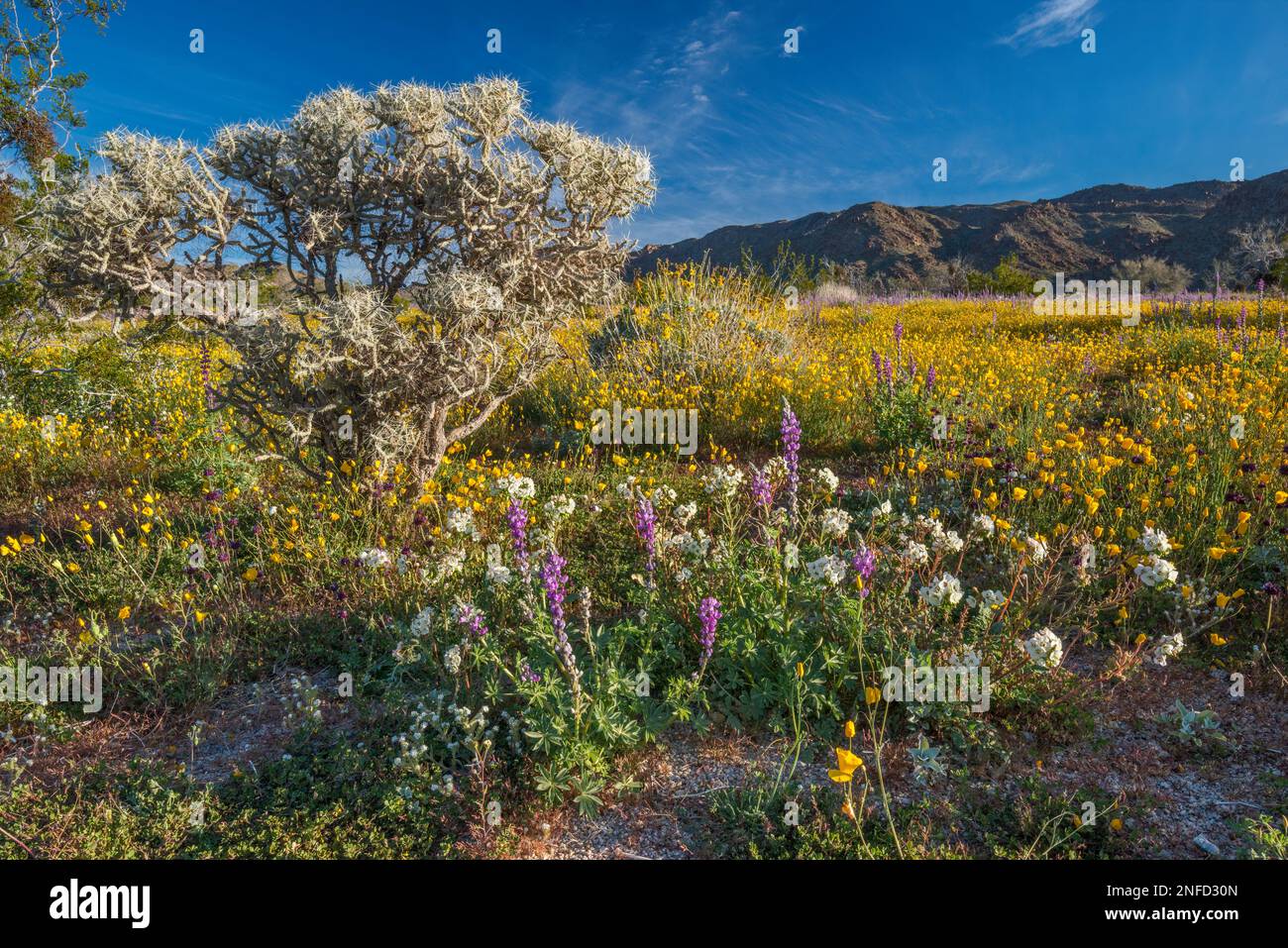 Verzweigte Bleistiftcholla, Arizona Lupine, Cheesebush, Goldmohn im Cottonwood Canyon, Colorado Desert, Joshua Tree National Park, Kalifornien, USA Stockfoto