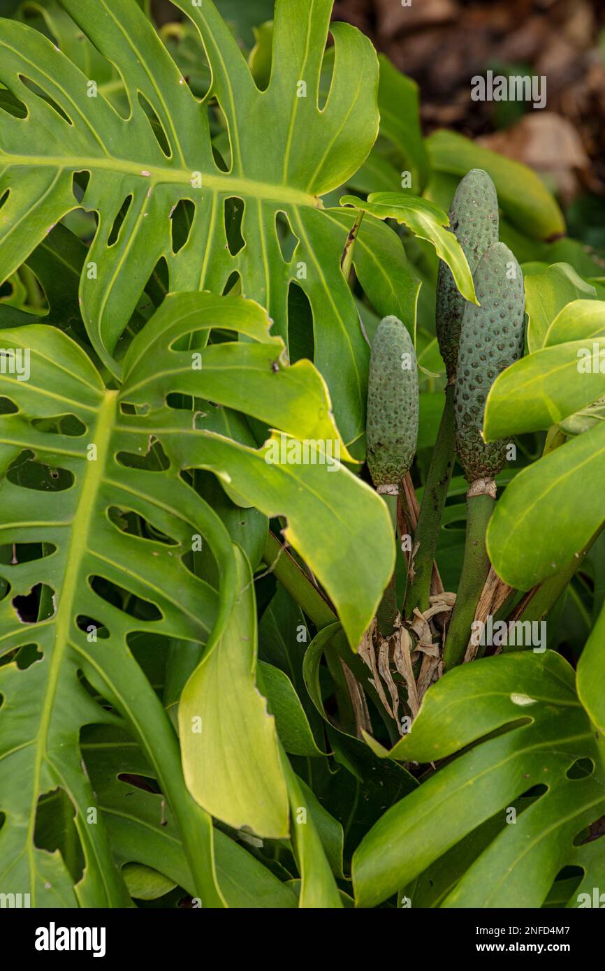 stecklinge monstera Monstera Aurea Stecklinge – whiteleafplants main image 0