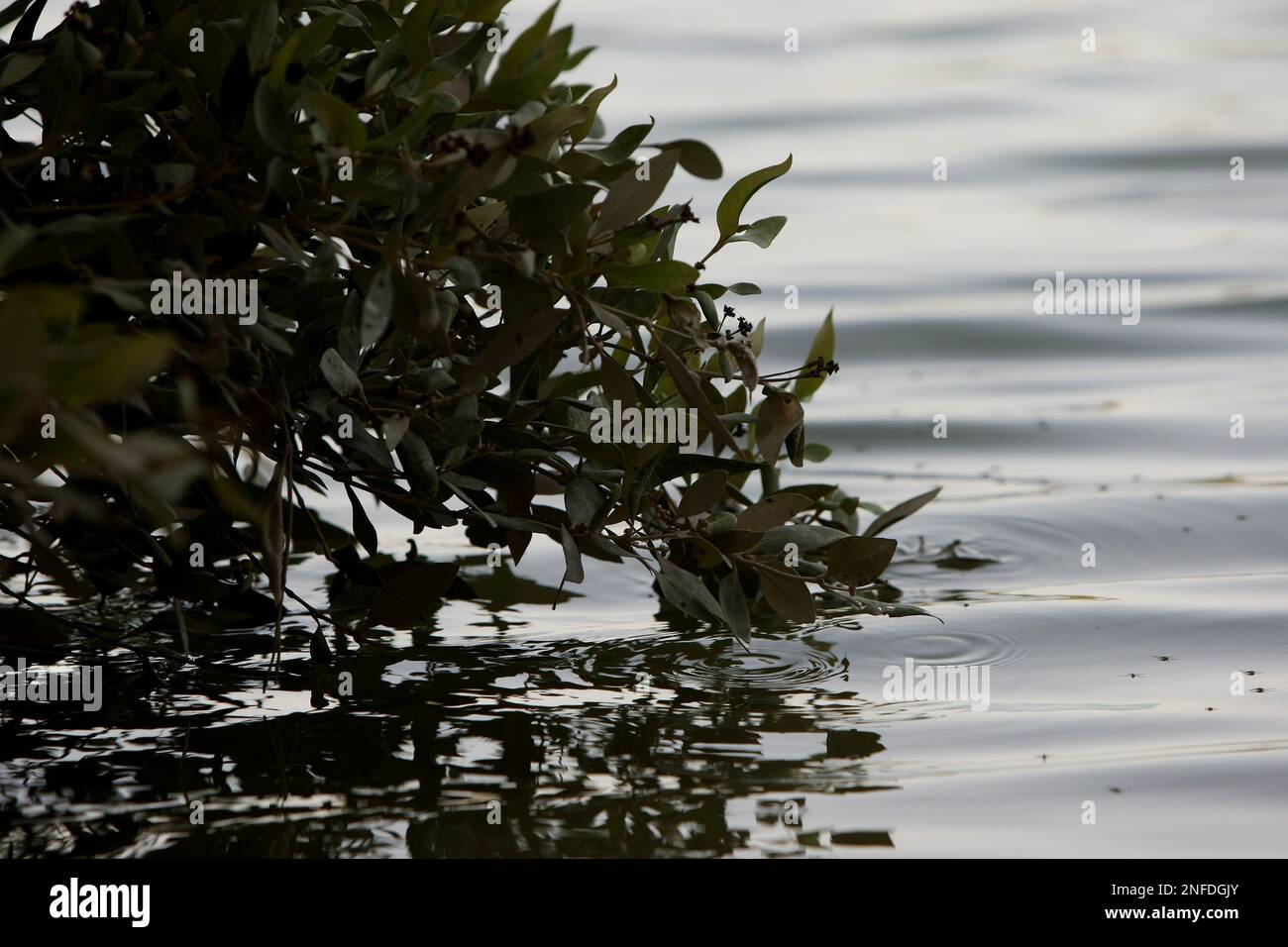 Bild ©lizenziert für Parsons Media. 24/07/2008. Abu Dhabi, Vereinigte Arabische Emirate. Mangrovenbäume. Bild von Andrew Parsons/Parsons Media Stockfoto