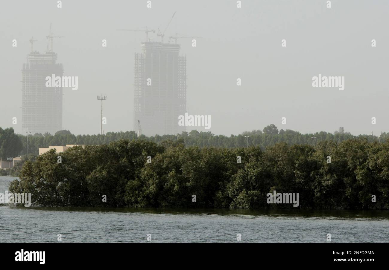 Bild ©lizenziert für Parsons Media. 24/07/2008. Abu Dhabi, Vereinigte Arabische Emirate. Mangrovenbäume. Bild von Andrew Parsons/Parsons Media Stockfoto