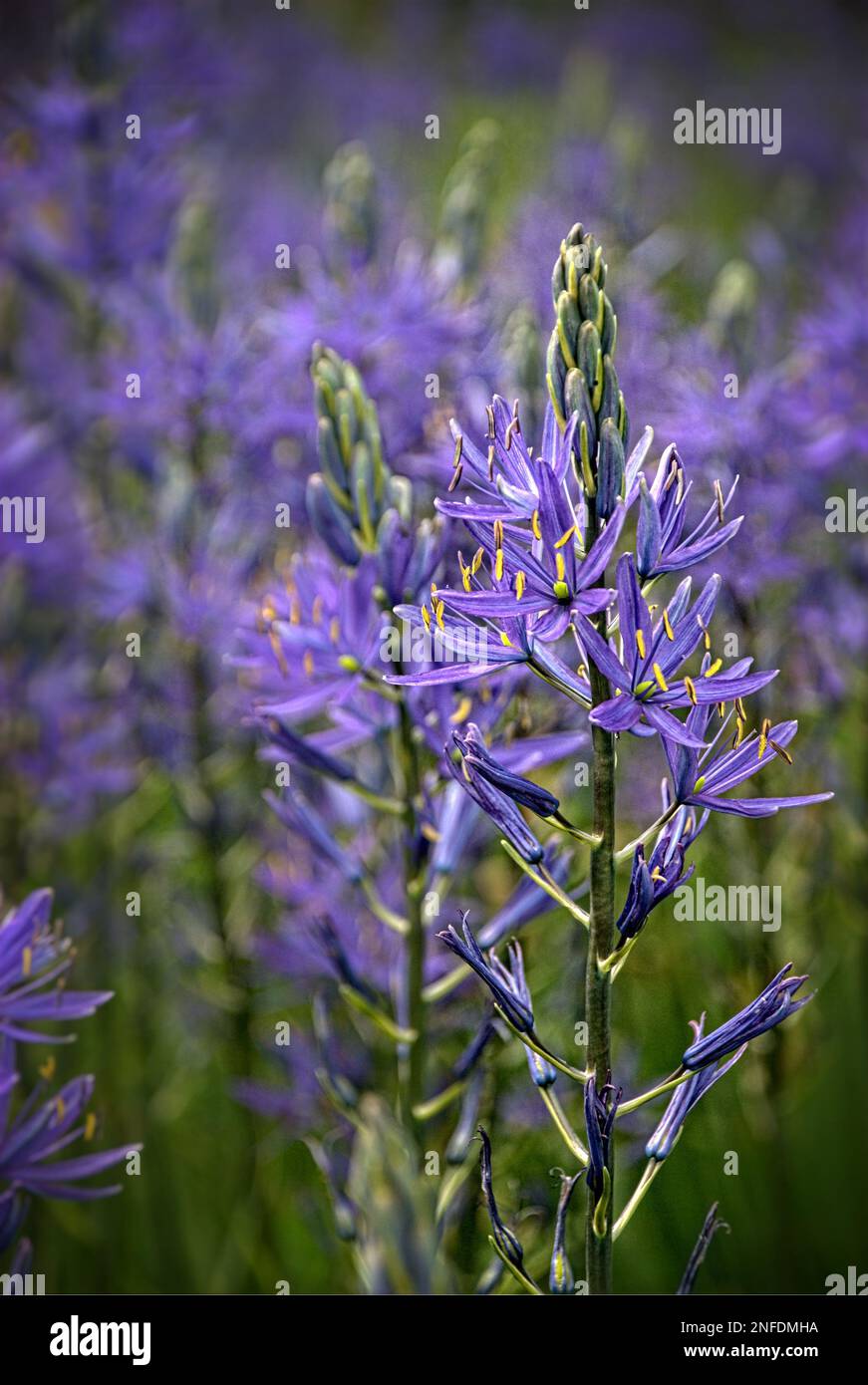 Camassia cusickii, gebräuchlicher Name Cusick-Kamas oder Cusick-Quamash, ist eine Pflanzenart der Familie Asparagaceae Stockfoto