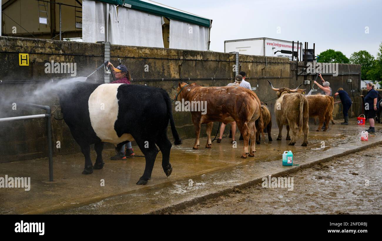 Menschen (Bauern) Waschen, Waschen, Duschen, Benetzung, Teilnehmer am Wettbewerb (Wassersprays) - Great Yorkshire Show 2022, Harrogate, England, Großbritannien. Stockfoto