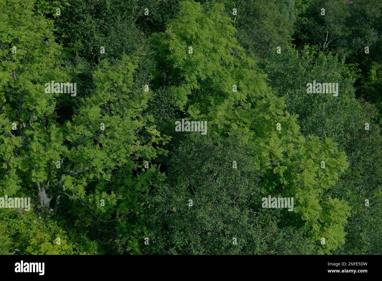 Grüner Waldhintergrund. Dunkelgrüner Wald vor der Vogelperspektive in der Nähe von Alesund, Norwegen. Stockfoto