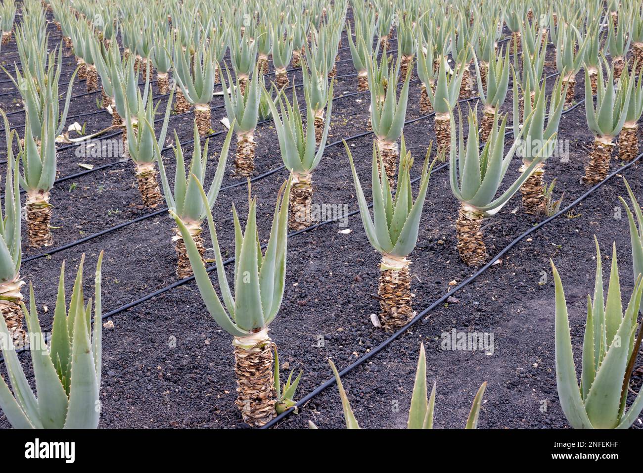 Anbau von Aloe-Vera-Pflanzen im Freien. Bekannt für ihre medizinische Effizienz. Pflanzen und Produkte von Aloe Vera haben Tradition auf der Insel. Tisca Stockfoto