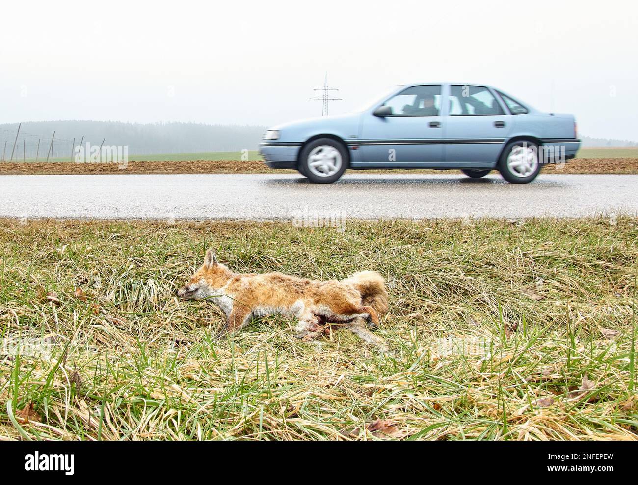 Ein toter Fuchs liegt am Straßenrand nach einem Unfall mit Wildtieren am 12. Februar 2023 in Pfaffenhofen a.s. Ilm, Bayern, Deutschland. © Peter Schatz / Alamy Live News Stockfoto