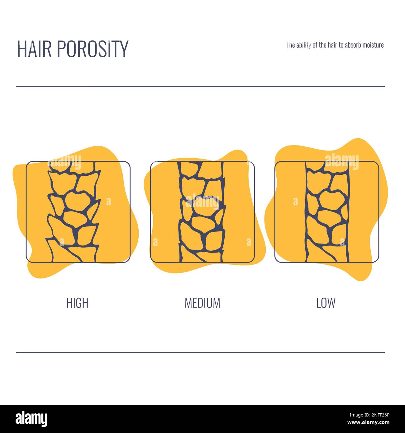 Porositätstypen der Haare: Diagramm mit wenig, normalem, hochporösem Strang Stock Vektor
