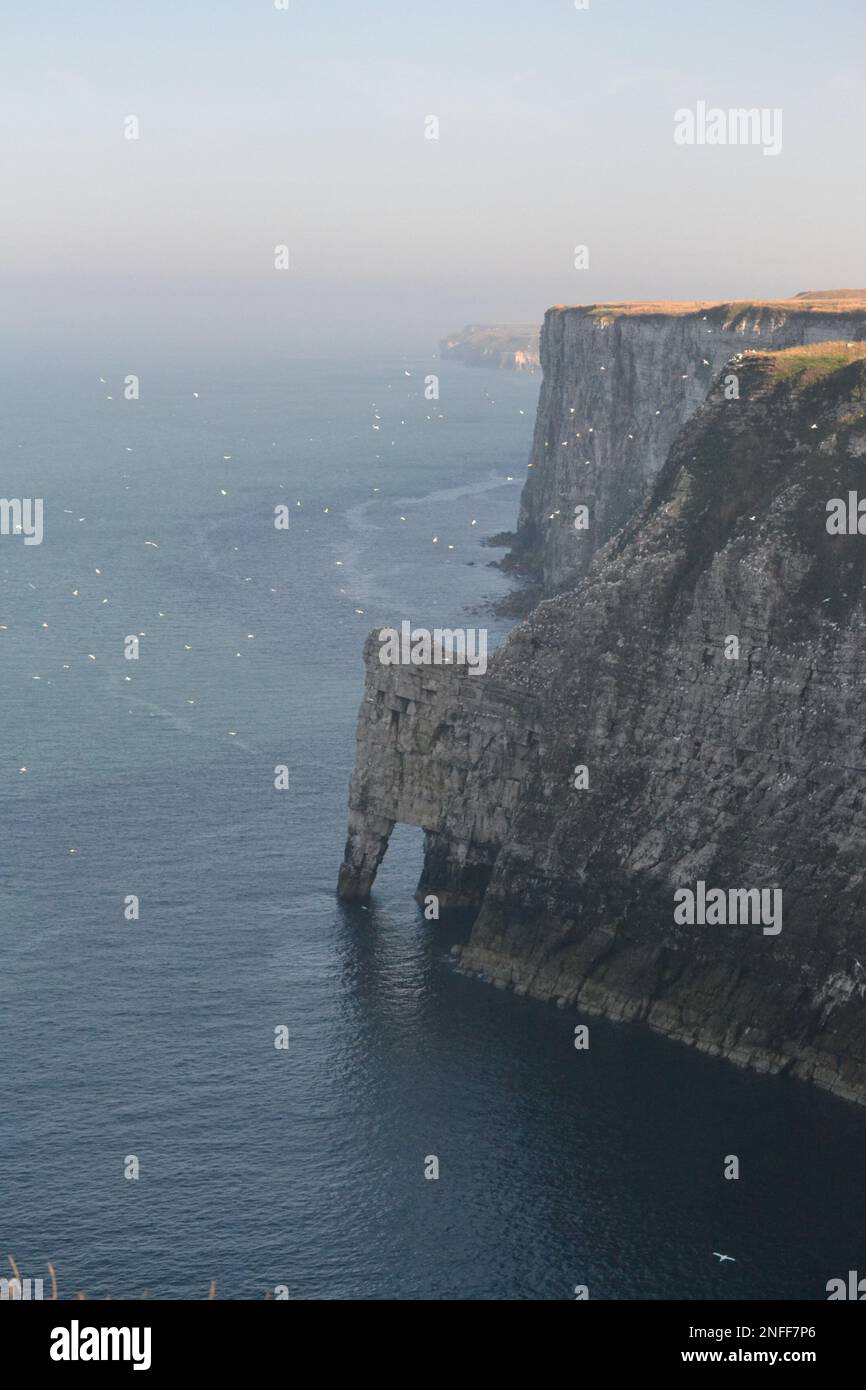 Staple Newk Rock in Bempton Cliffs - RSPB - Weiße Klippen und Nordsee an einem sonnigen Tag - Seabird Colony - Land und Meer - Yorkshire - Großbritannien Stockfoto