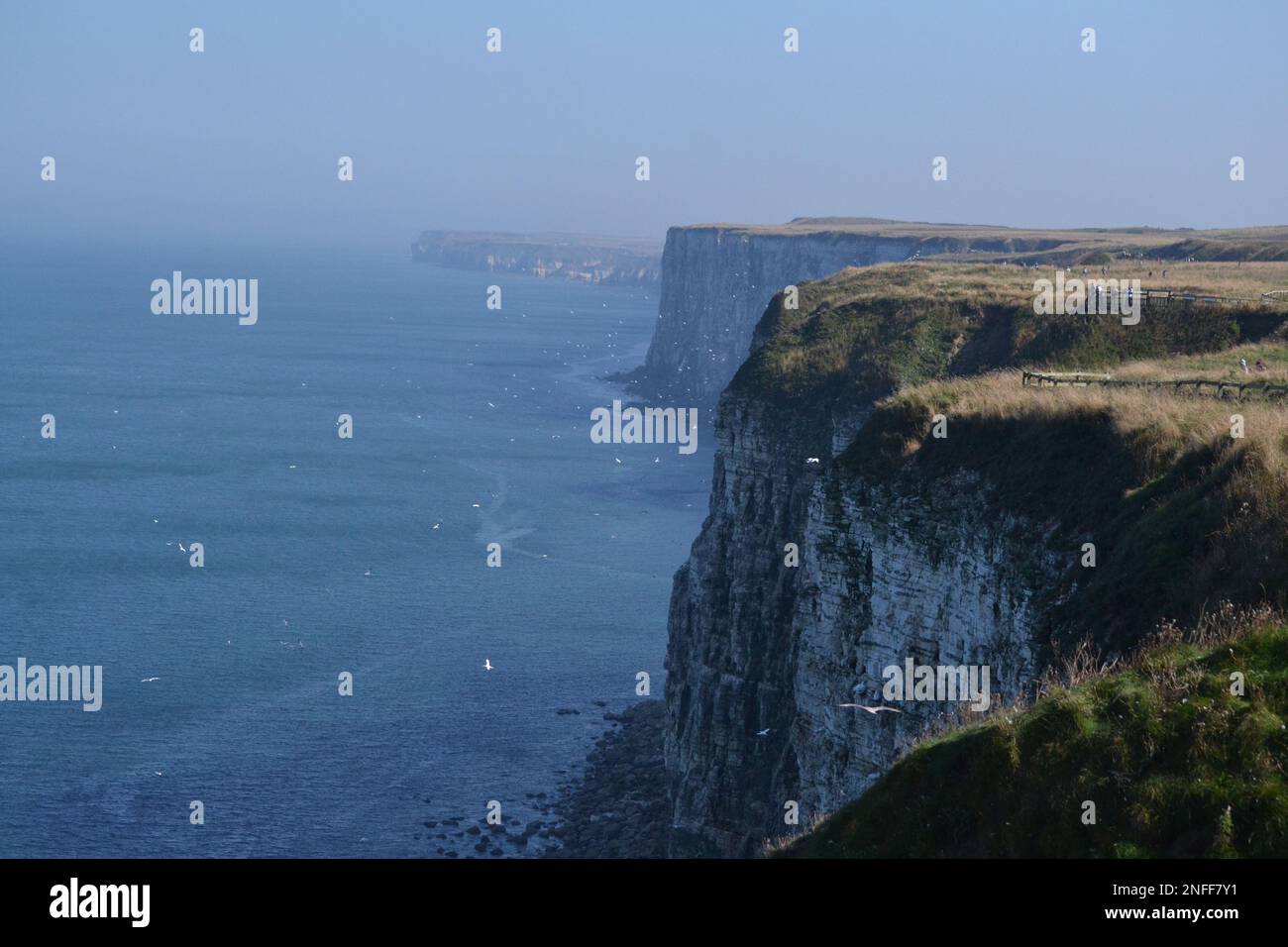 Bempton Cliffs - RSPB - Weiße Klippen und Nordsee an einem sonnigen Tag - Seabird Colony - Land und Meer - Yorkshire - Großbritannien Stockfoto