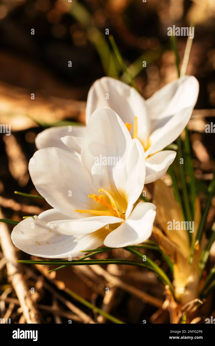 Weißer blühender Crocus Miss Vain im März bei Sonnenuntergang. Stockfoto