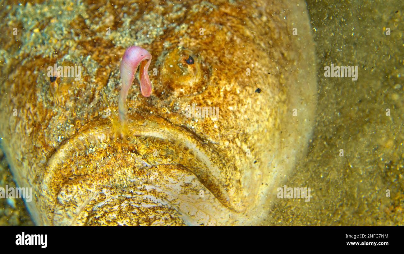 Stargazer, Uranoscopus scaber, Cabo Cope Puntas del Calnegre Regional Park, Mittelmeer, Murcia, Spanien, Europa Stockfoto