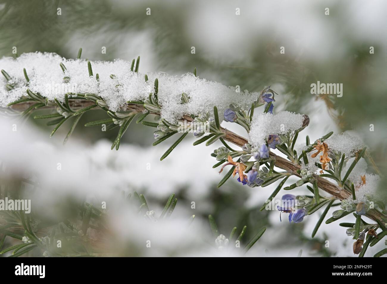 Nahaufnahme des spätblühenden Rosmarin im Herbst mit Schnee Stockfoto