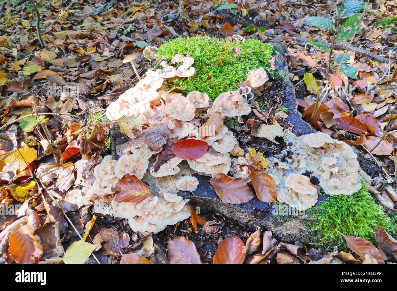 Phlebia tremellosa (früher Merulius tremellosus), gemeinhin als zitternder Merulius oder Gelee-Fäulnis bekannt, ist eine Pilzart der Familie Meruliacea Stockfoto