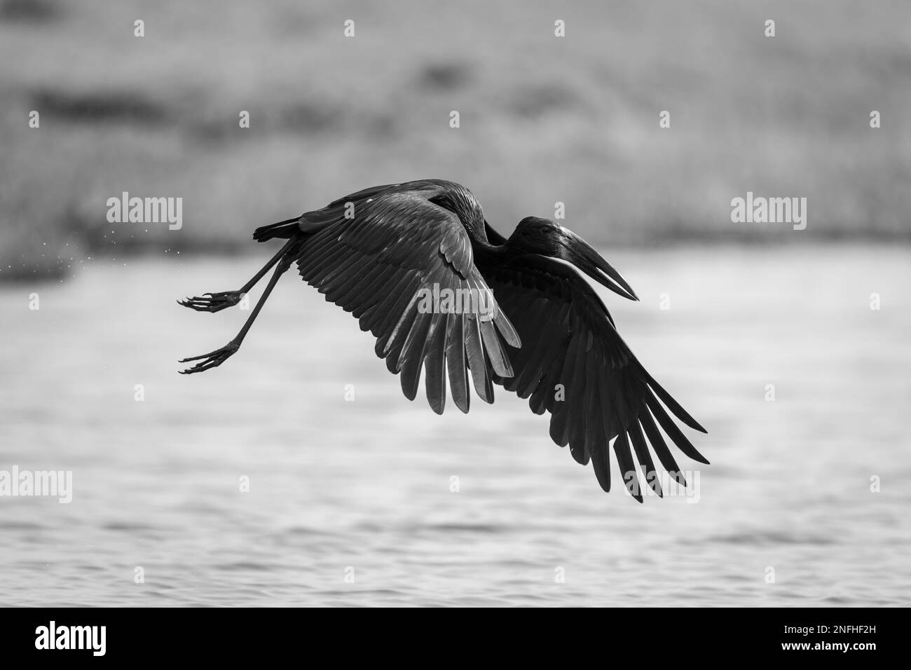 Der afrikanische Mono Open Bill überquert die Flussplatten Stockfoto
