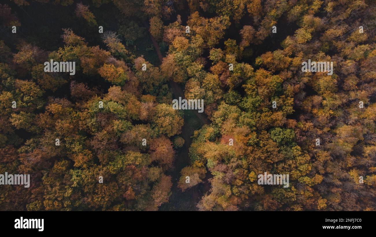 Luftaufnahme eines Fußwegs zwischen orange-roten Wäldern bei Sonnenuntergang in slowakischen Wäldern. Märchen im Herbst. Vielfalt und Farblichkeit der Natur. Stockfoto