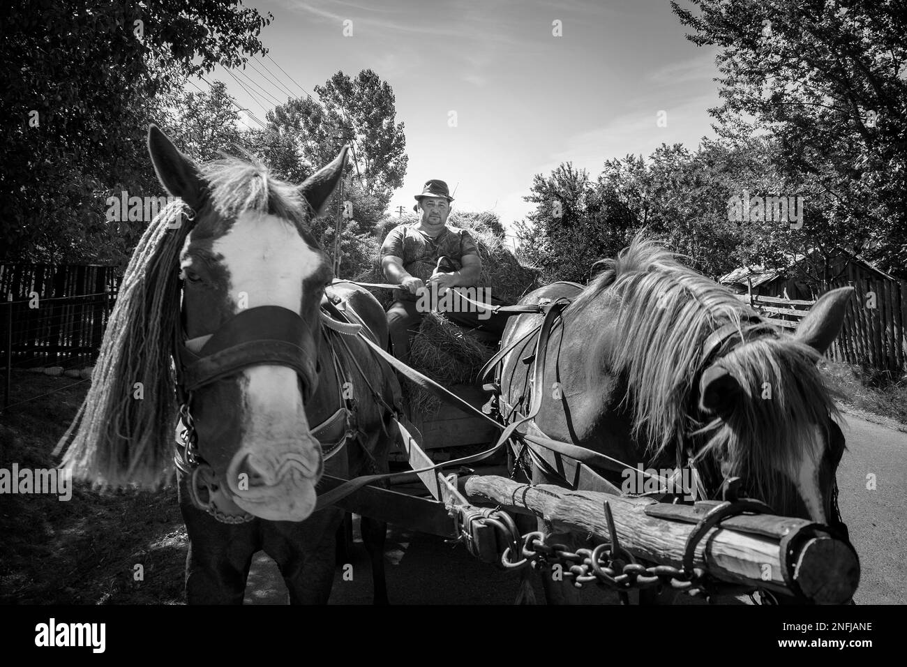 Rumänien. Siebenbürgen. Dorolea. Das tägliche Leben auf dem Land Stockfoto