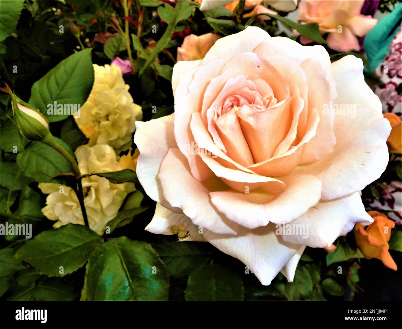 BBC Gardens, Birmingham, Großbritannien Stockfoto