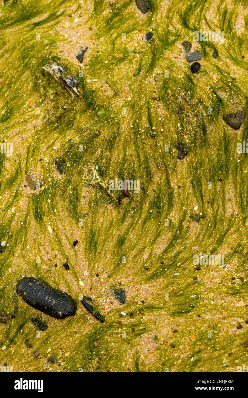 Diese Nahaufnahme von grünen Algen zeigt die komplexen und einzigartigen Muster der Unterwasserpflanze. Leuchtendes Grün und fließende Linien Stockfoto