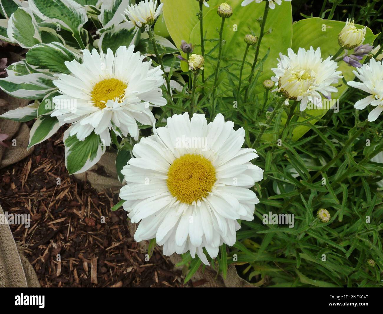 Blühende Pflanzen der Gattung Chrysanthemum bei BBC Gardens, Birmingham, Großbritannien Stockfoto