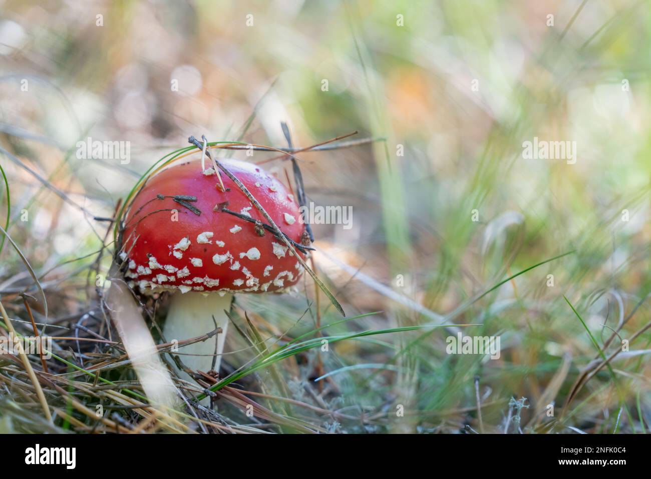 Fly Agaric (Amanita muscaria), ein Pilz aus einem Märchen, das man im Wald finden könnte Stockfoto