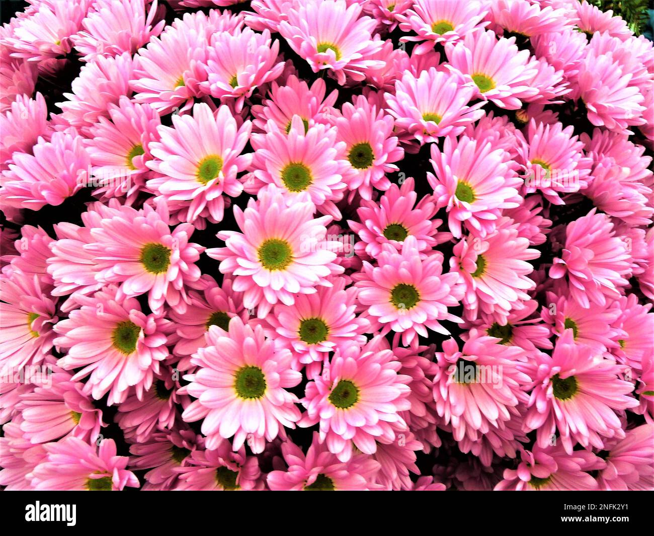 Blühende Pflanzen der Gattung Chrysanthemum bei BBC Gardens, Birmingham, Großbritannien Stockfoto