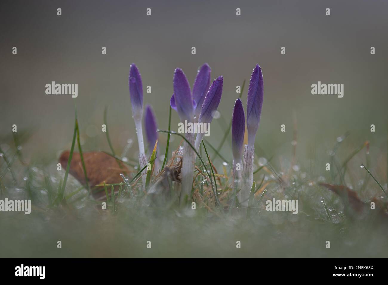 Krokusse (croci) im Morgentau. Stockfoto