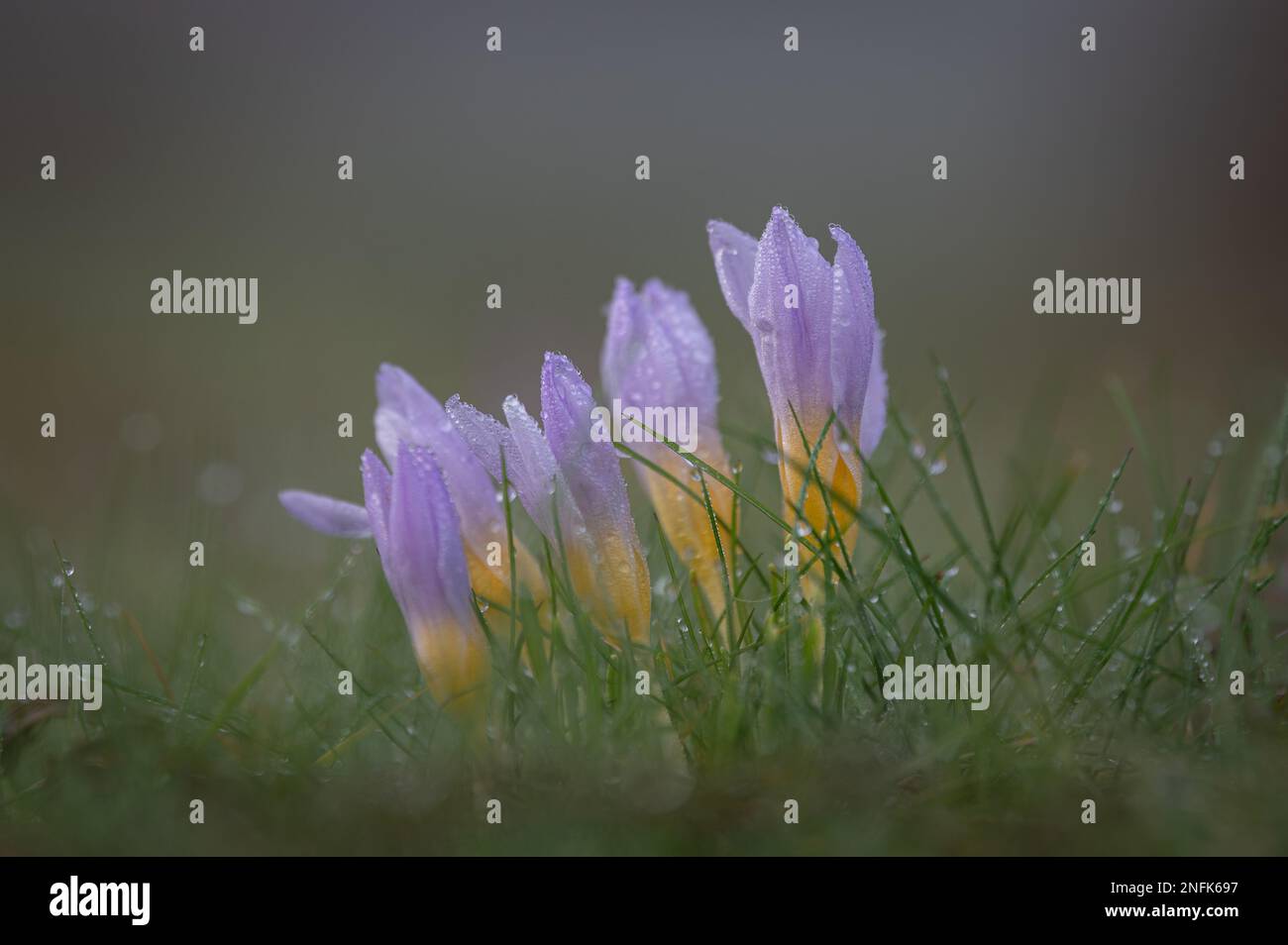 Krokusse (croci) im Morgentau. Stockfoto