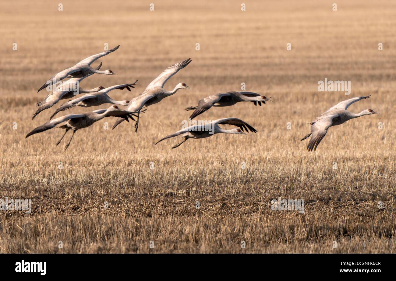 Sandhill Cranes Prairies in Flight and Paating Dance Canada Stockfoto