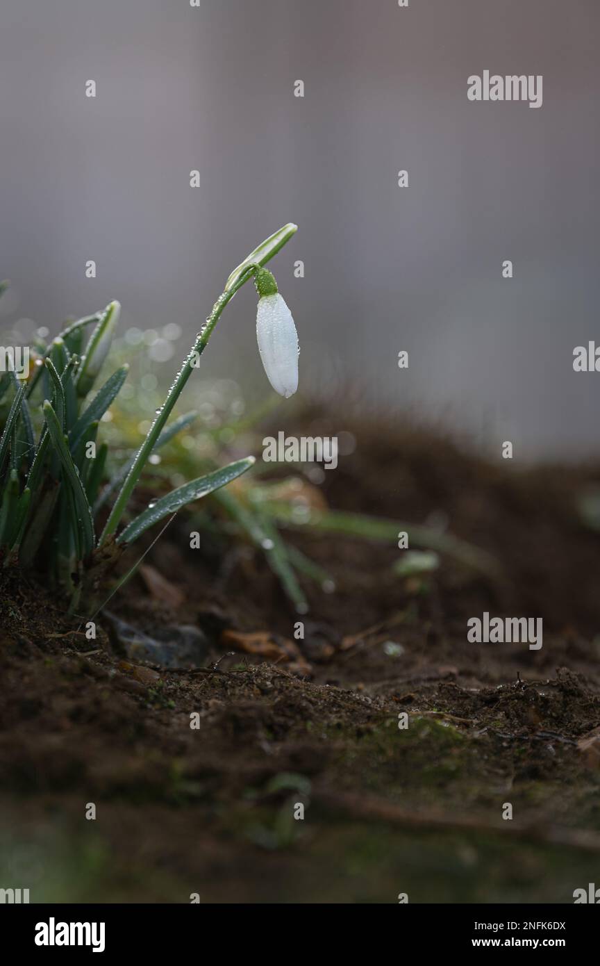 Schneeglöckchen im Morgentau. Stockfoto