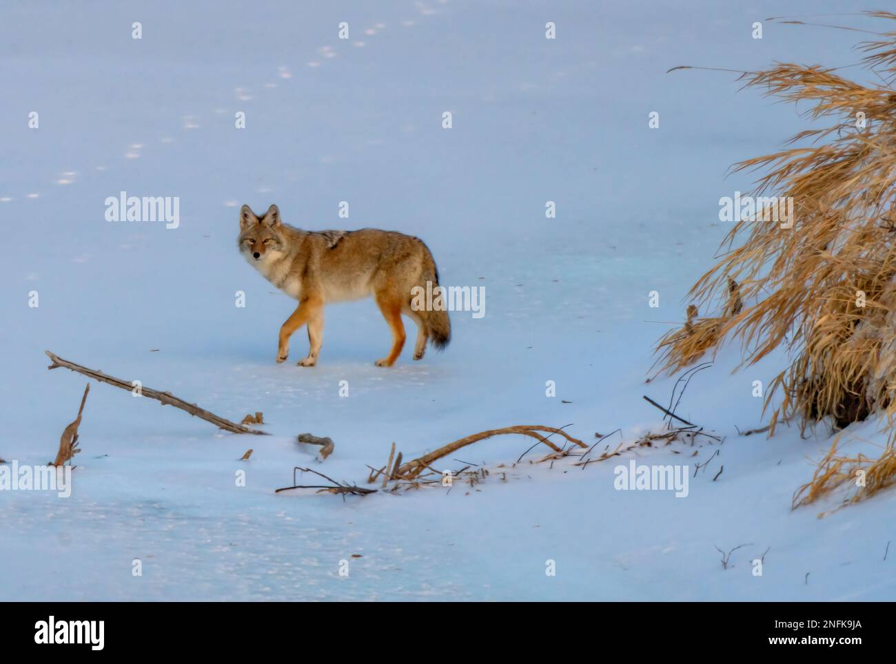 Wild Coyote Prairies Canada Saskatchewan auf der Jagd Stockfoto