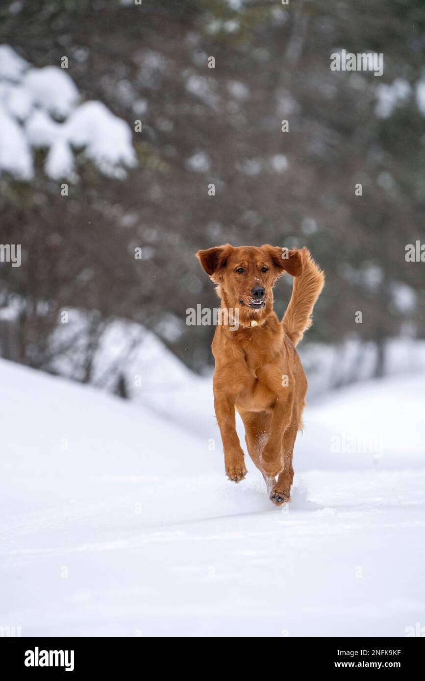 Golden Retreiver Winter in Saskatchewan Canada Red Stockfoto