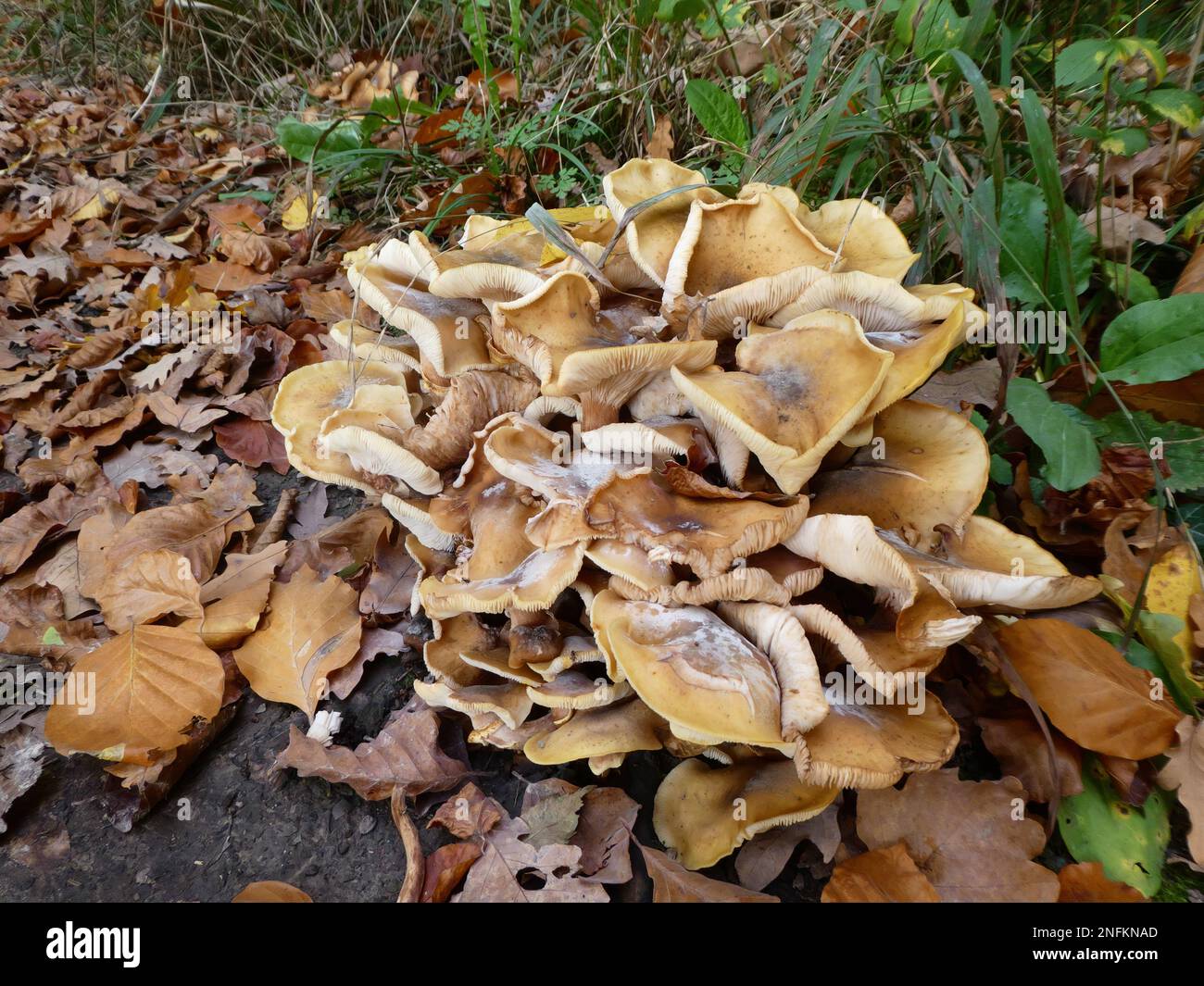 Pilz wie eine Blume auf Waldboden im Herbst Stockfoto