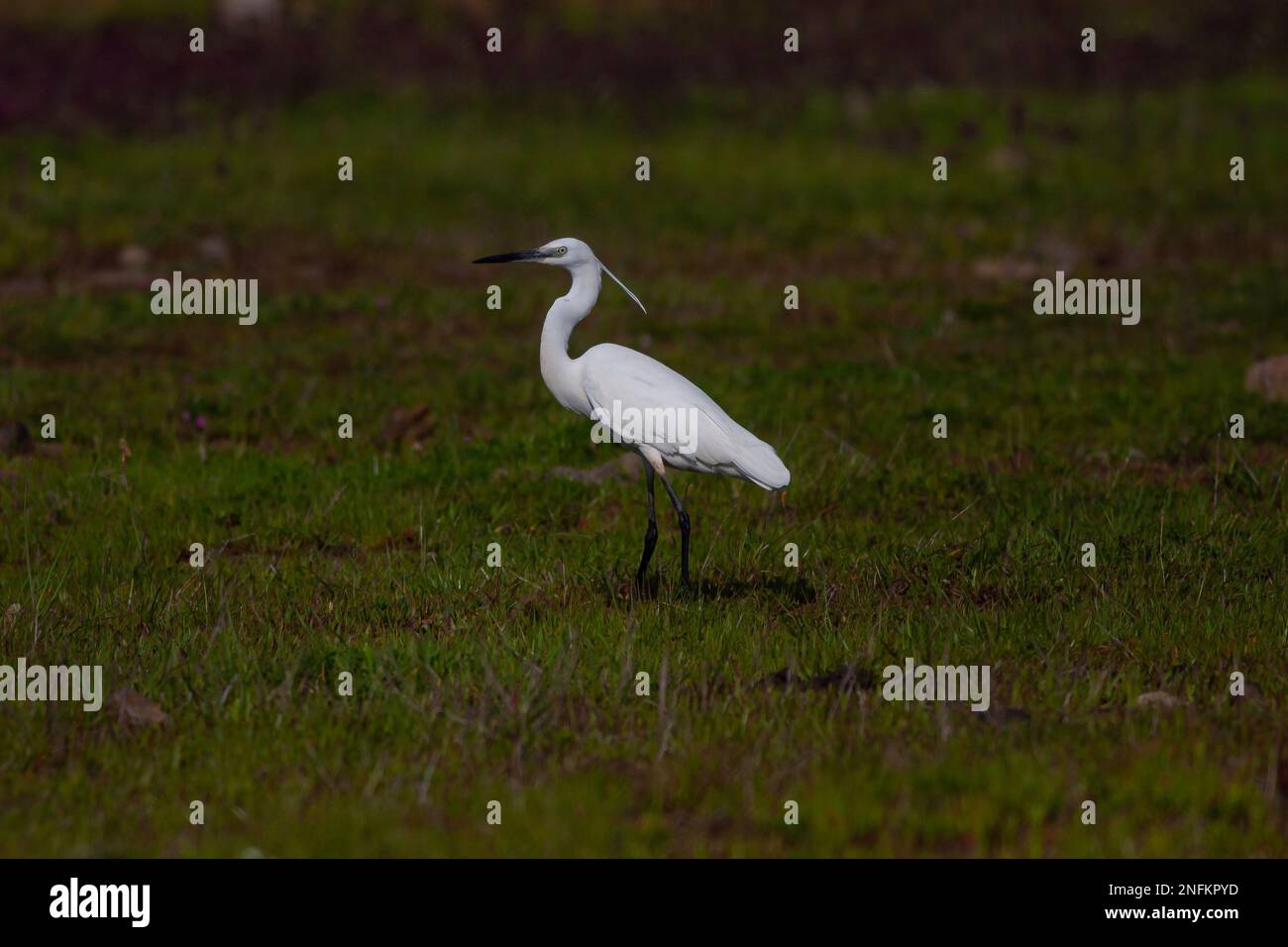 Große weiße Wasservögel auf dem Gras, kleiner Egret, Egretta garzetta Stockfoto