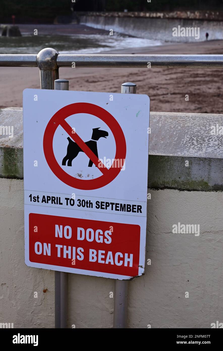 Keine Hunde auf diesem Strandwarnschild in Coryton's Cove, Dawlish, South Devon. Stockfoto