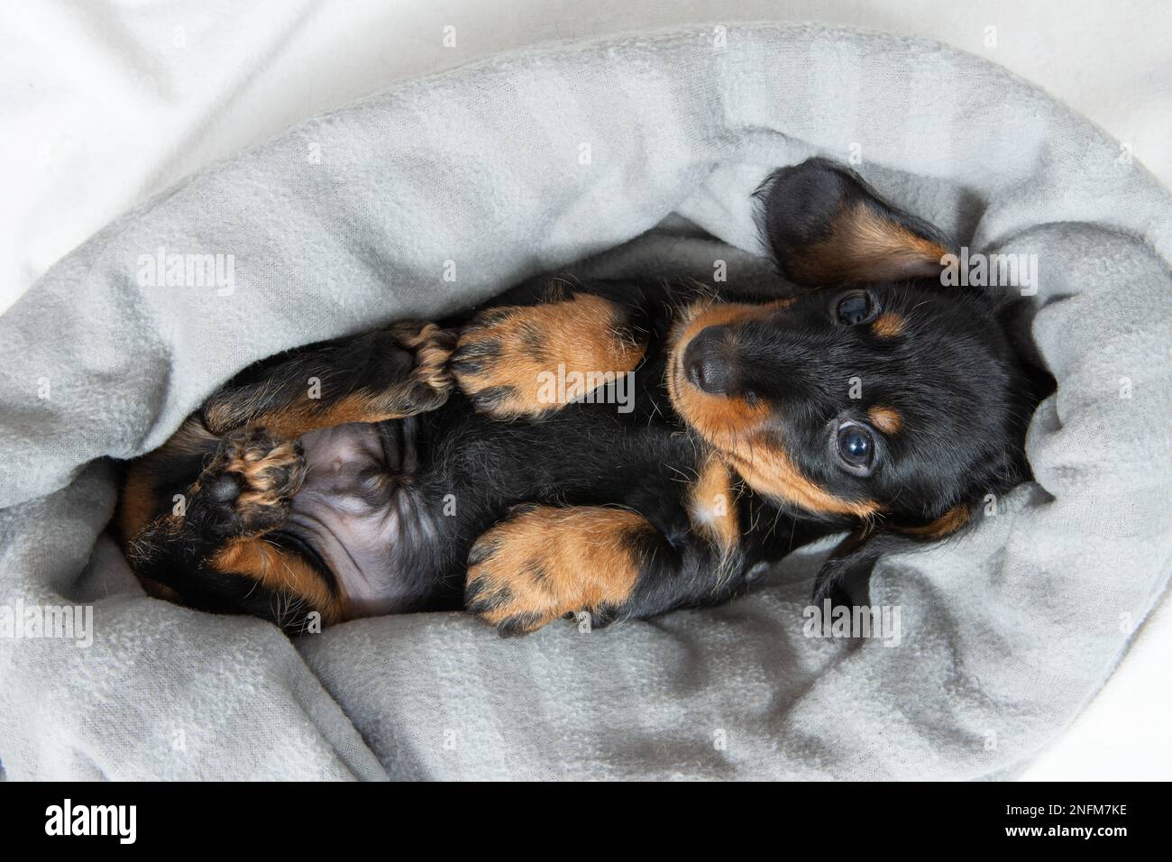 Sehr junger Dackel-Welpe, der auf einem weißen Bett ruht. Süße Haustiere Stockfoto