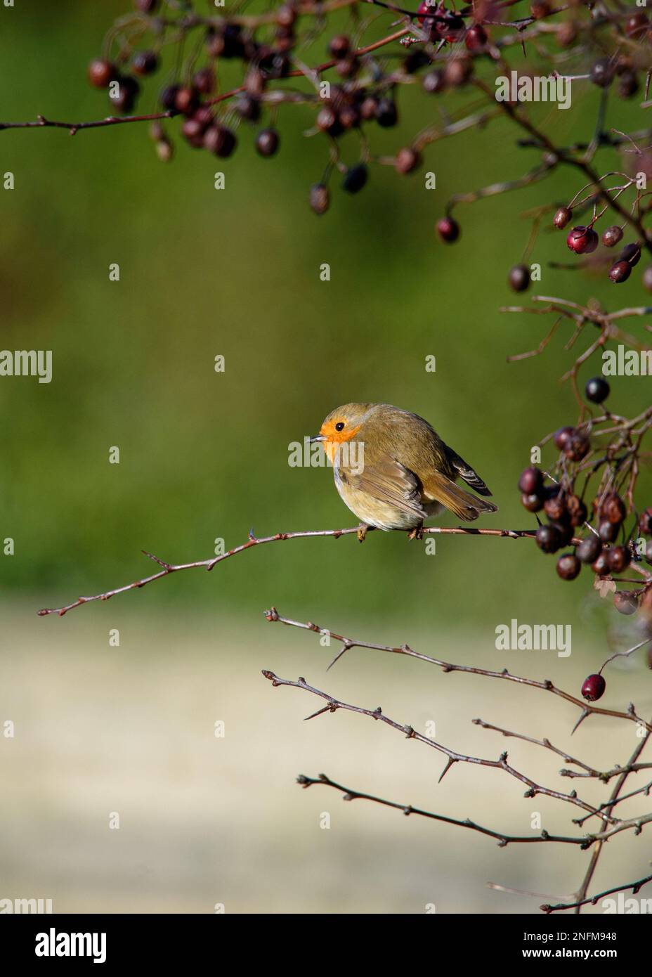 Europäischer Robin (Erithacus rubecula) im Winter, der zwischen Beeren sitzt Stockfoto