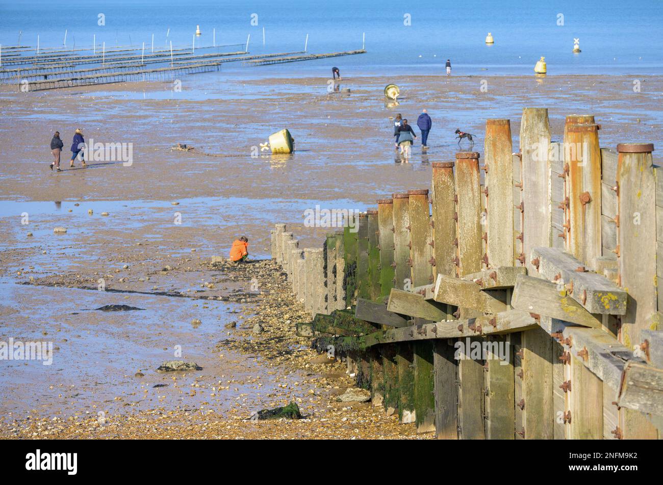 Whitstable, Kent, England, Großbritannien. Groyne am Strand - Holzstruktur, die den Strand hinunter führt, im rechten Winkel zum Meer, um die Bewegung des Strandes zu stoppen Stockfoto