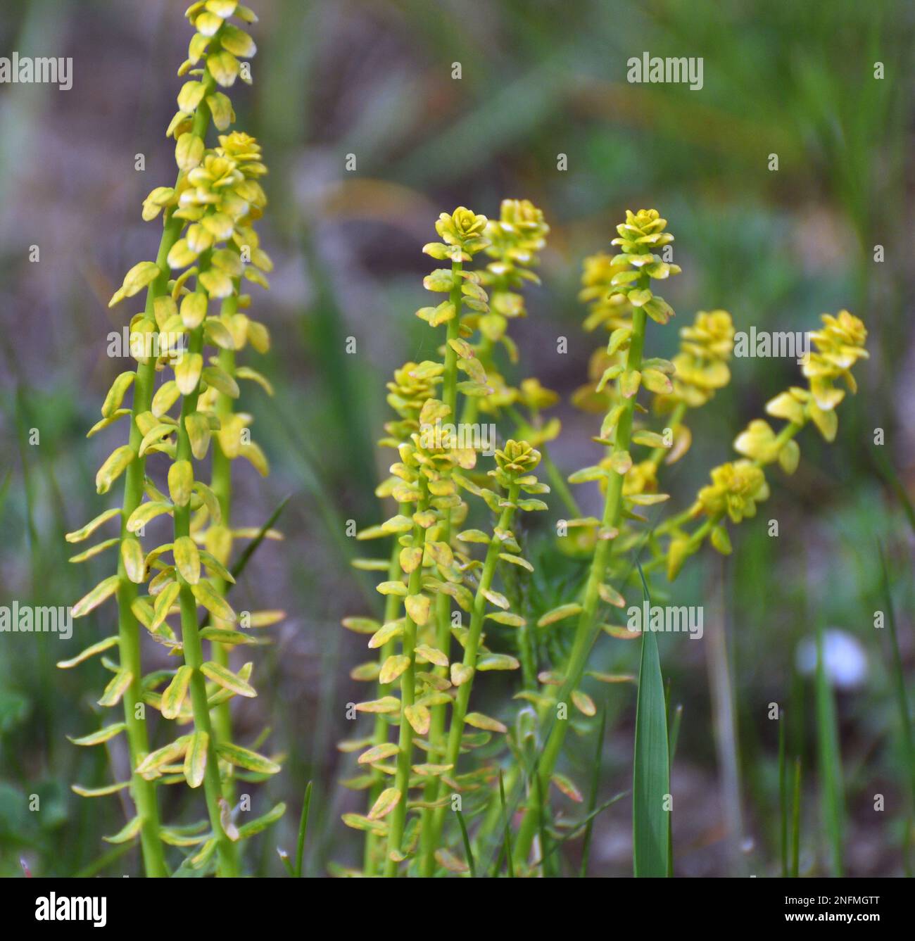 In der Wildnis ist Zypressenmilchkraut mit dem Pilz Uromyces pisi-sativi infiziert Stockfoto