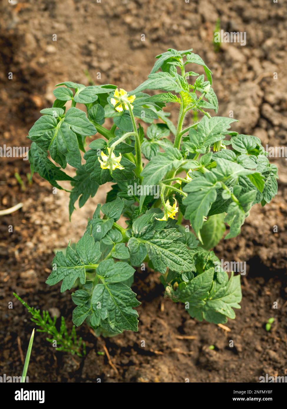 Tomate in offenem Boden. Grüne frische Blätter der essbaren Pflanze. Gartenarbeit im Frühjahr und Sommer. Anbau von Bio-Lebensmitteln. Stockfoto