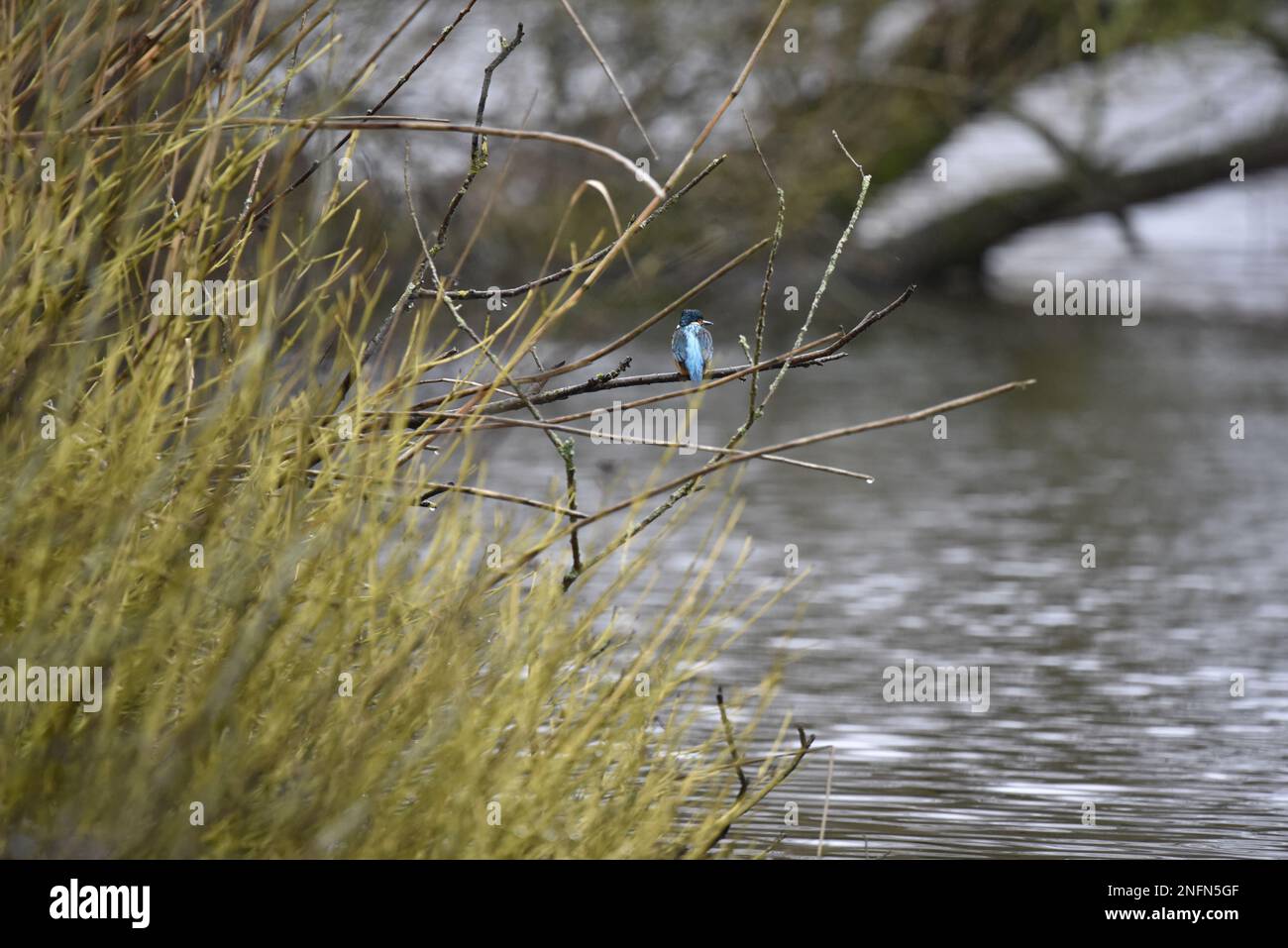 Entfernte Rückansicht des männlichen Common Kingfisher (Alcedo atthis), hoch oben auf dem Zweig, der von links über dem See ragt, mit dem Kopf nach rechts in Großbritannien Stockfoto