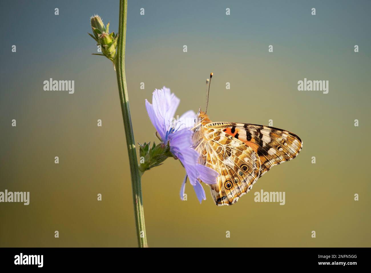 Painted Lady (Vanessa cardui) auf Chicory (Cichorium intybus), Bratsigovo, Bulgarien Stockfoto
