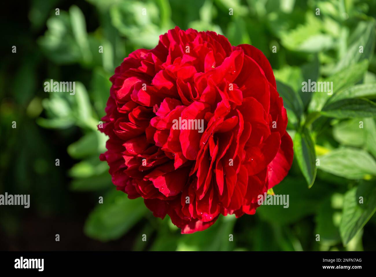Herrliche riesige Blume mit roter doppelter Pfingstrose im Garten, Sorte „Henry Bockstoce“ Stockfoto